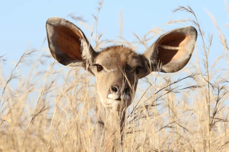 Une antilope dans les hautes herbes avec les oreilles tendues
