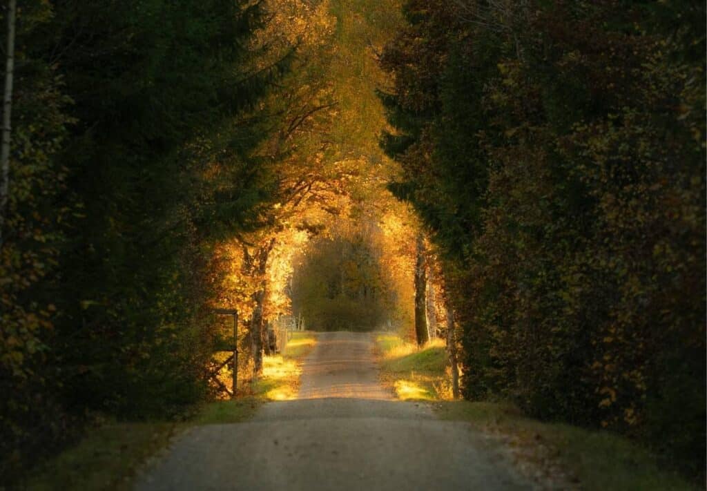 Chemin, symbole de transition et de changement vécu avec confiance