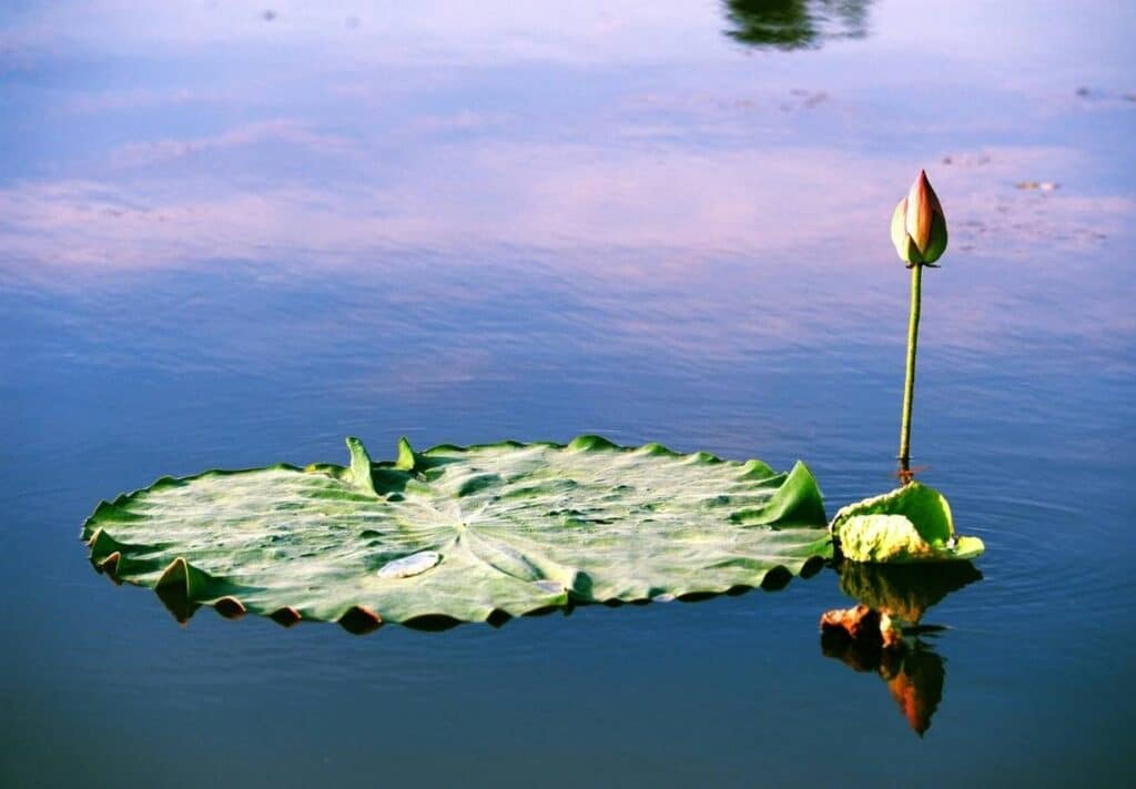 Chemin qui se divise, illustrant un choix de vie conscient et aligné